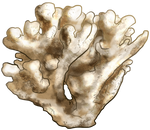 Elkhorn Coral by TokoTime