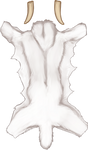 Albino Smilodon Pelt by TokoTime