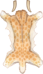Cream Smilodon Pelt by TokoTime
