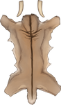 Dun Smilodon Pelt by TokoTime