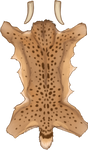 Smilodon Pelt - Speckled by TokoTime