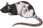 Hooded Rat by TokoTime