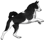 Karelian Bear Dog - Black by TokoTime