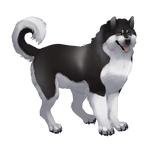 Alaskan Malamute - Black by TokoTime