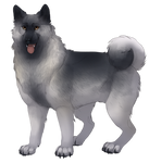 Norwegian Elkhound - Silver by TokoTime