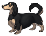 Dachshund - Black and Cream by TokoTime