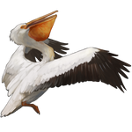 Pelican by TokoTime