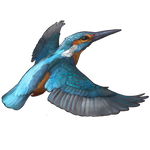 Common Kingfisher by TokoTime