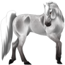 Dapple Grey Arabian Horse