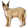 Leucistic Caracal