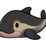 Common Toko Teddy Dolphin