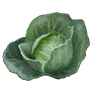 Cabbage