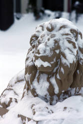 Snow and Lion