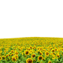 Sunflowers PNG file ..Use Anywhere