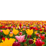 Tulip Flower PNG File- Use anywhere