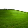 GREEN GRASS PNG - USE ANYWHERE (TRANSPARENT)