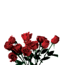 ROSE PNG TRANSPARENT -USE ANYWHERE