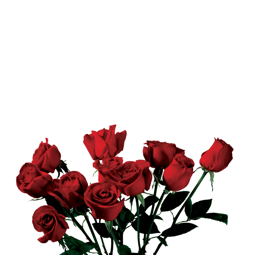 Розы без цензуры. Розы на прозрачном. Розы на прозрачном фоне. Цветы для фотошопа.