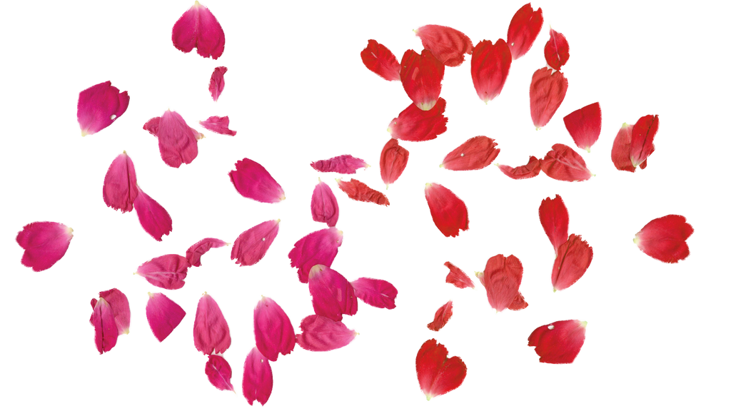 Rose Leaves Png Transparent Free By Theartist100 On Deviantart
