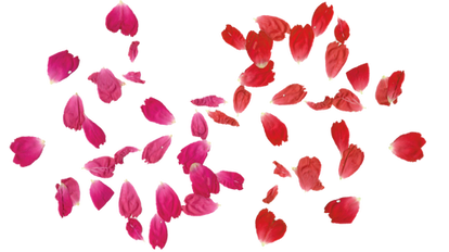 rose leaves PNG transparent free