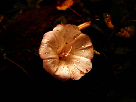 rain flower