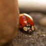 Ladybug (1)