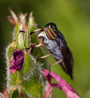 Striped horse fly (2)