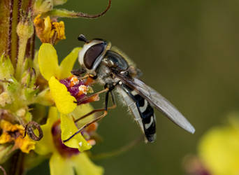 Hower fly (2)