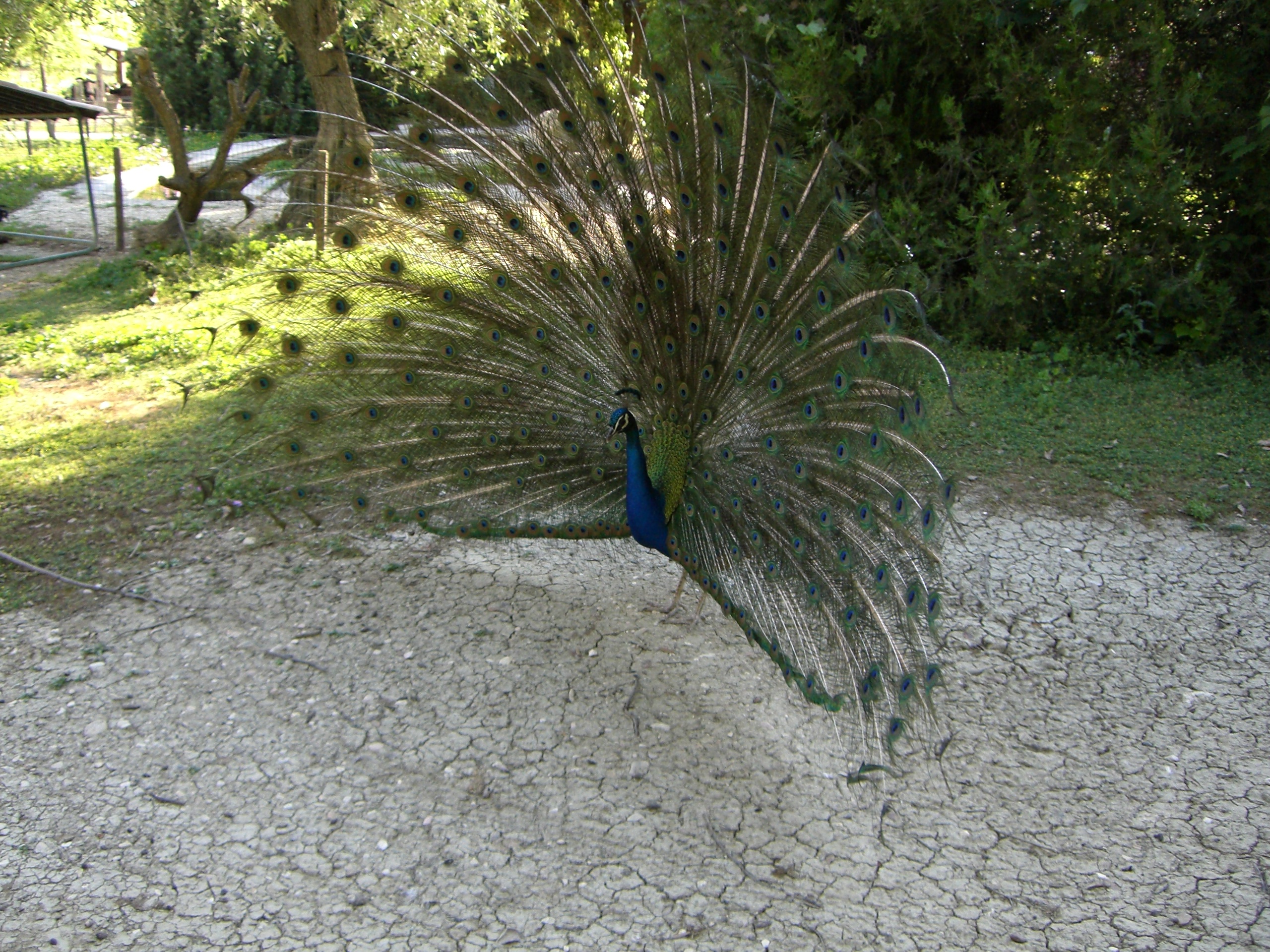 Peacock-stock-01