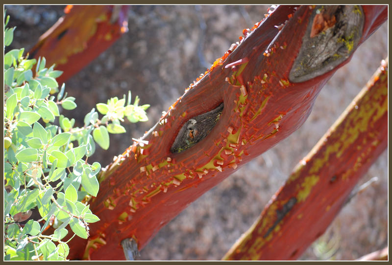 Wax Tree by fridgegargoyle on DeviantArt