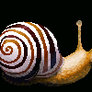 Snail