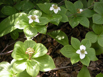 White little flowers