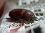beetle by altanimator