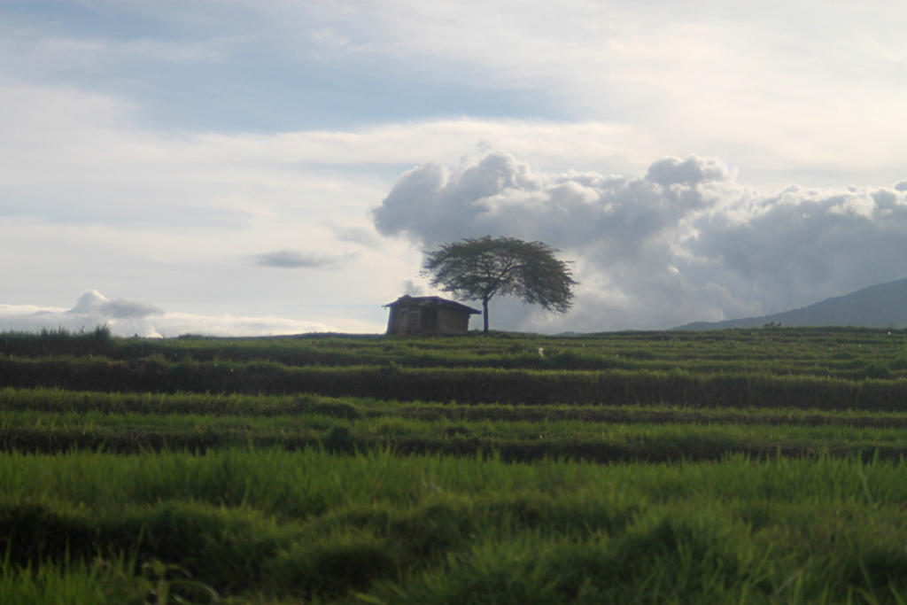Little house on the ricefields