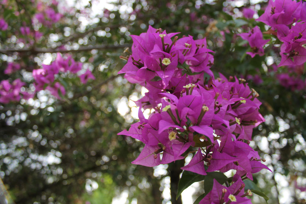 Bougainvillea