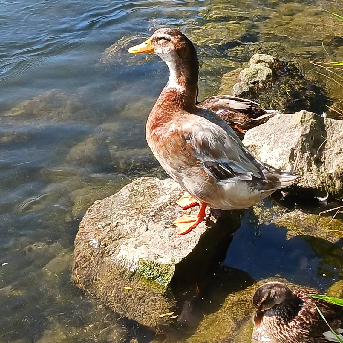 Photo ente by ChiyoAyumi on DeviantArt Photo ente by ChiyoAyumi on DeviantArt