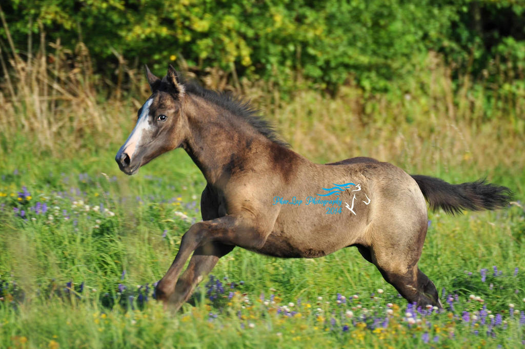 Shada Yoe Leo in meadow