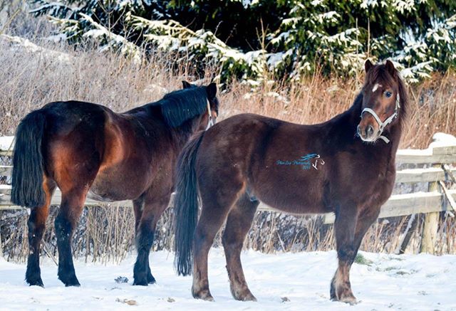 Velvet horses