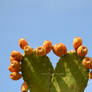 Cactus Heart