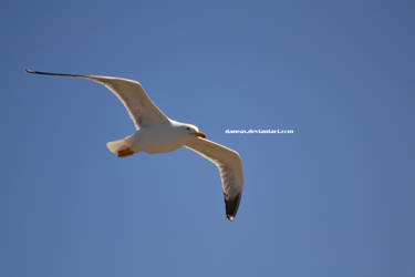 Seagull