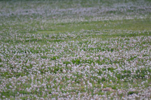 Fields of White