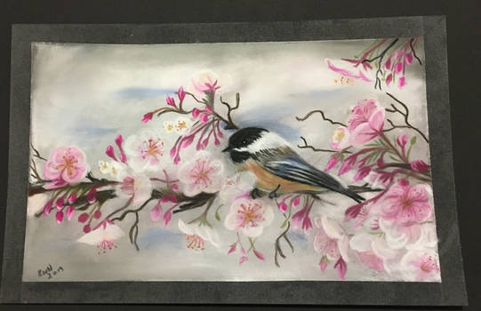 Chickadee in Cherry Blossoms