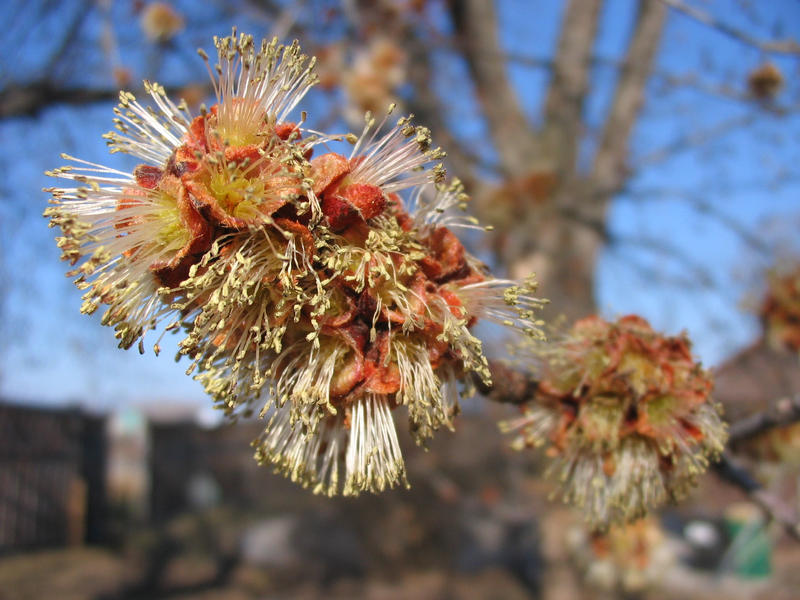 silver maple bud