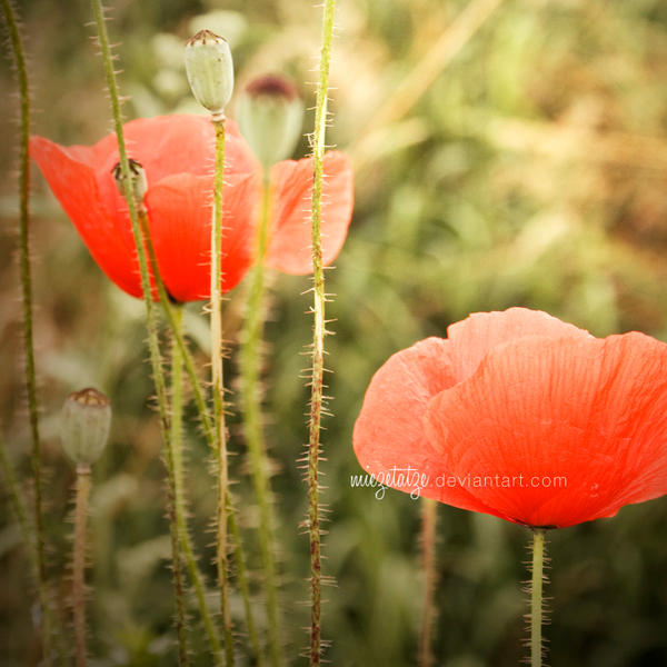 poppy sisters