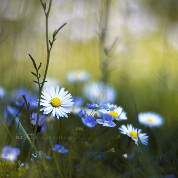 dreaming on a meadow