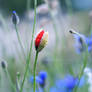 hello red poppy