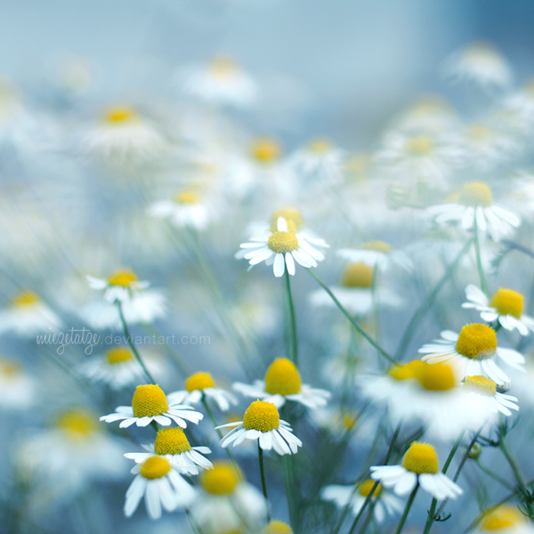 sea of camomile I