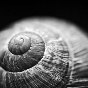 snail shell