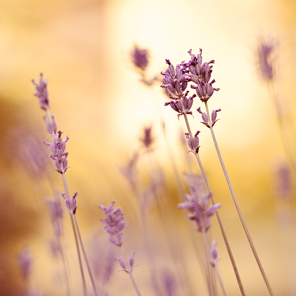 evenings of lavender.