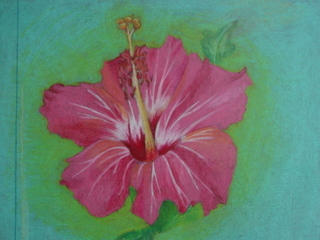 Hibiscus